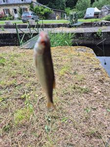 Roach