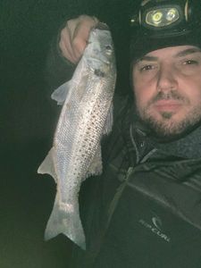 Spotted Seabass