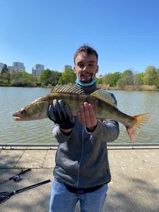 Zander