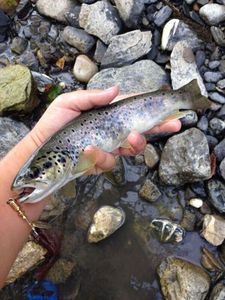 Brown Trout