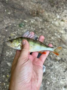 European Perch