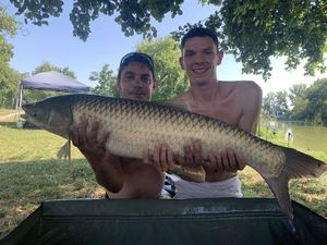 Grass Carp