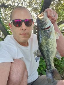 Largemouth Bass