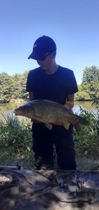 Common Carp