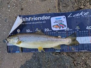 Brown Trout