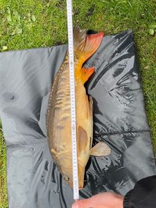 Mirror Carp