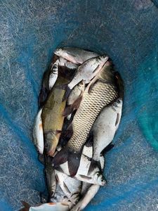 Tench