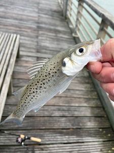 Spotted Seabass