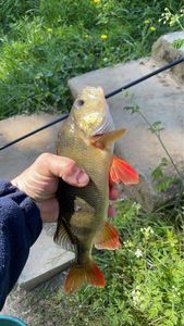 European Perch
