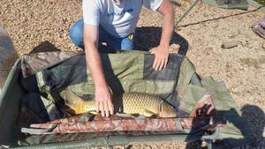 Common Carp