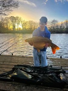 Mirror Carp