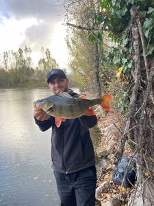 European Perch