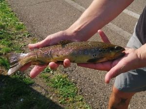 Brown Trout