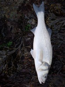 European Bass (Seabass)