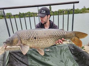 Common Carp