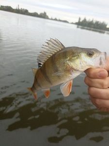 European Perch