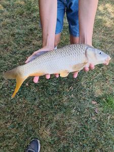 Common Carp