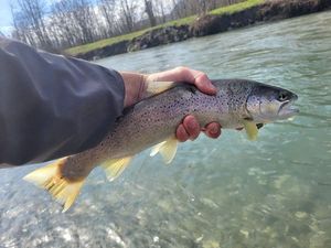 Brown Trout