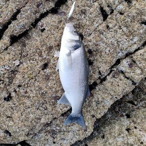 European Bass (Seabass)