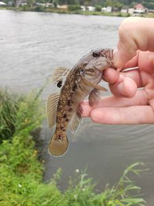 Round Goby