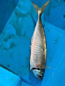 Atlantic Horse Mackerel