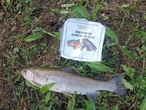 Rainbow Trout