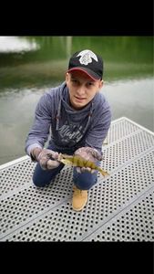 European Perch