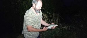 Common Bream
