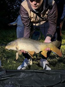 Mirror Carp