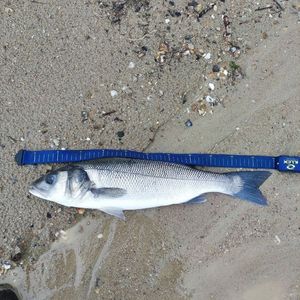 European Bass (Seabass)