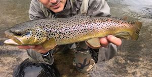 Brown Trout