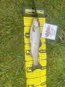 Rainbow Trout