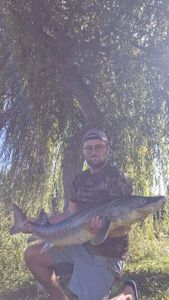 Siberian Sturgeon