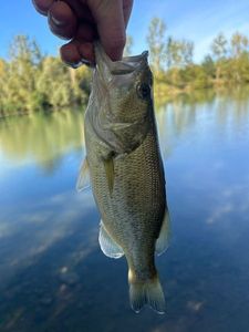 Largemouth Bass