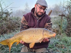 Common Carp