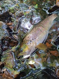Brown Trout