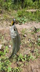 Largemouth Bass