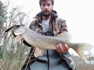 Northern Pike