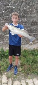Zander