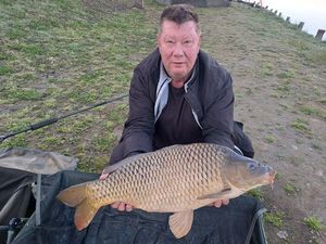 Common Carp