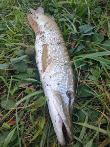 Northern Pike