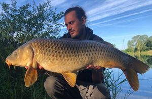 Common Carp