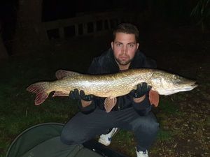 Northern Pike