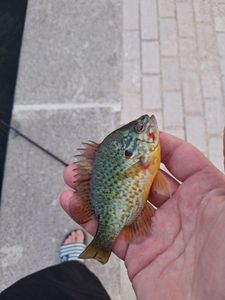 Pumpkinseed
