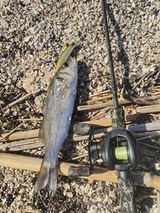 European Bass (Seabass)