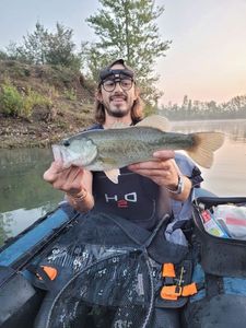 Largemouth Bass
