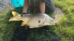 Mirror Carp