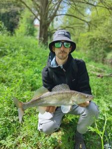 Zander