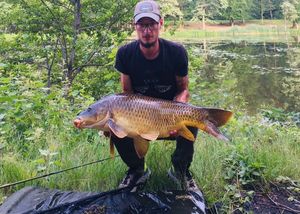 Common Carp