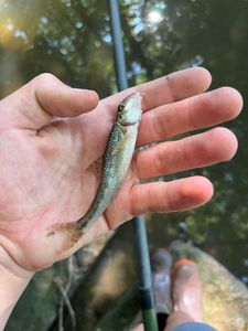 Gudgeon